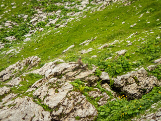 Panoramic hike at the Nebelhorn in Allgau