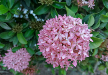 pink hydrangea flowers