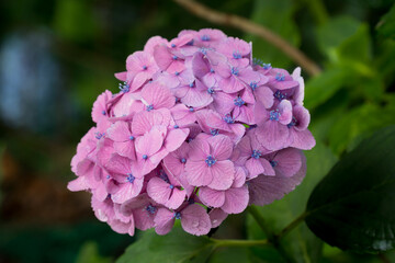 Obraz premium 紫陽花の花