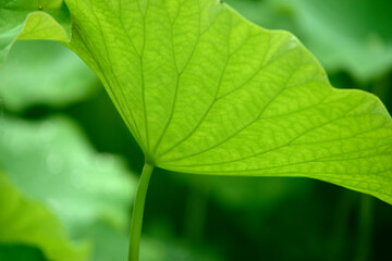 蓮の葉