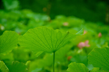 蓮の葉