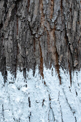 texture of the tree trunk with whitewash, white paint on the bottom