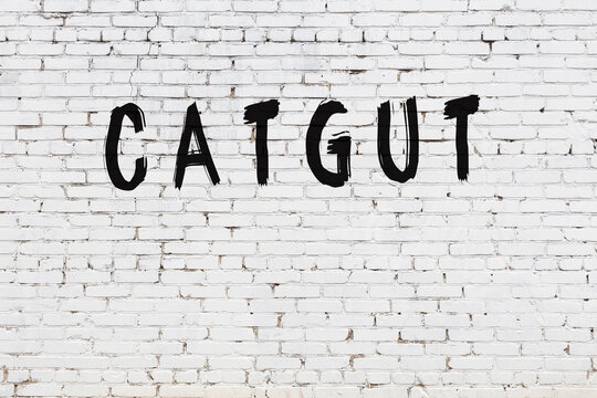 รูปภาพCatgut – เลือกดูภาพถ่ายสต็อก เวกเตอร์ และวิดีโอ51,873 | Adobe Stock