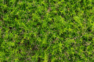 green grass background