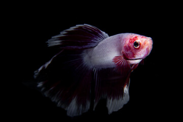 betta fish with red and white color isolated black background