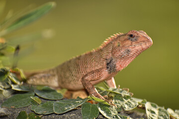A beautiful closeup photograph of a lizard.