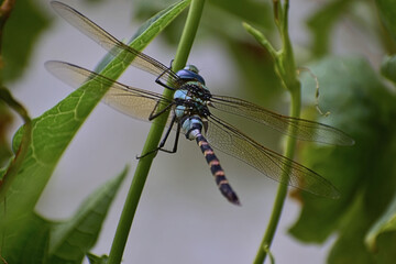 A beautiful closeup photograph of a Dragonfly.