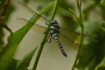 A beautiful closeup photograph of a Dragonfly.