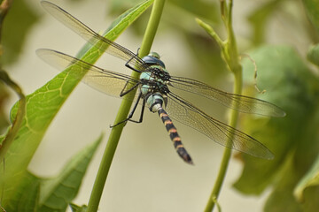 A beautiful closeup photograph of a Dragonfly.