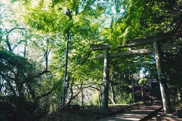 夏の新緑と日本の伝統的な鳥居