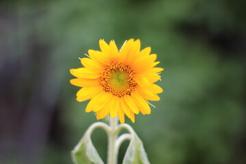 yellow sunflower in the garden