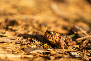 Dejected brown toad on forest floor