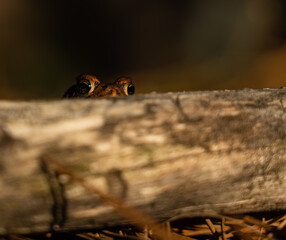 Closeup of toad eyes peeking over log
