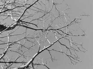 Abstract trees and dry twigs, Gray tone.