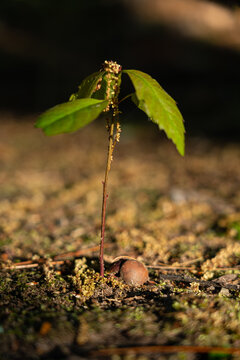 Young Oak Tree Sprouting From Acorn