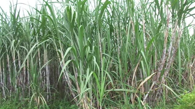 sugar cane with a natural background