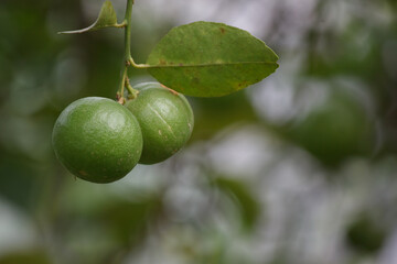 Fresh green lemons in the garden