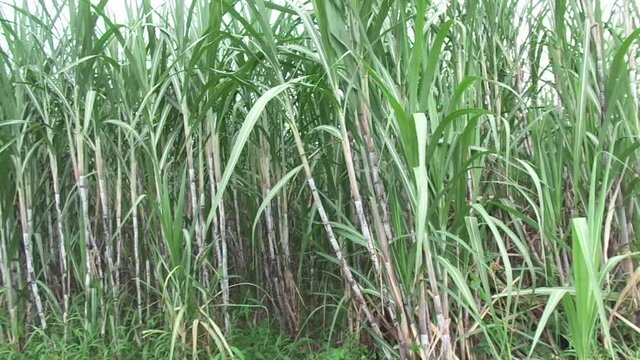 sugar cane with a natural background