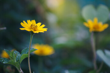 Flower Wedelia trilobata (L) Hitch in the morning garden.