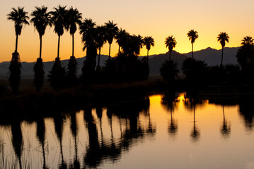 Sunrise with orange glow with reflections of palm trees on a desert oasis in Zzyzx road in Mojave, California