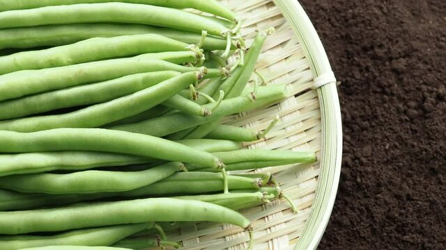The green beans on a bamboo colander. The colander is placed on top of the soil in the field.Dolly shooting from right to left.