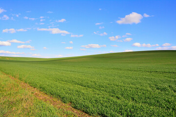 Fototapeta na wymiar Green Grass Texture with Blang Copyspace Against Blue Sky