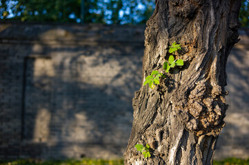 leaves on the tree in the forest