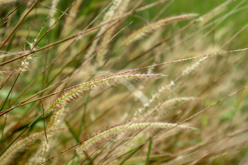 macro  view wheat or rice as background