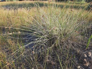 grass on the beach