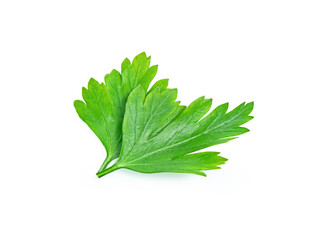 green parsley vegetable isolated on white background