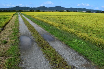 Obraz premium 農業用道路