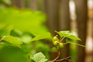 Wooden rustic fence in village near the house near the forest. Sunlight, old wood.