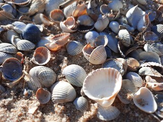 seashells on the beach