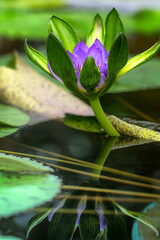 熱帯性睡蓮のナンクワック　
