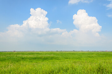 Beautiful spring landscape: green grass and white clouds on blue sky background