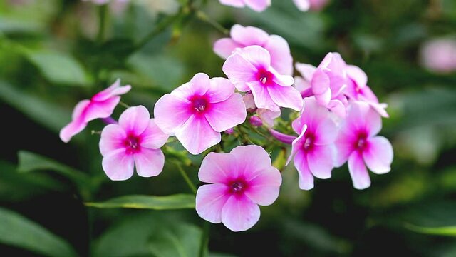 pink and white flowers