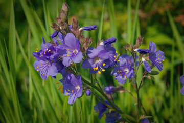 Valerian greek. The Latin name is Polemonium Coeruleum. A plant with a calming and analgesic effect.