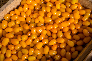 Yellow Tomato, Crop - Plant, Freshness, Harvesting, Homegrown Produce