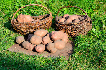 Freshly dug potatoes in a basket and burlap bag