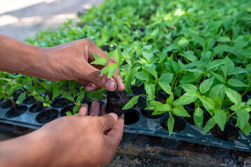 The farmer's hand picked the small chilli seedlings into the pot for nursery.