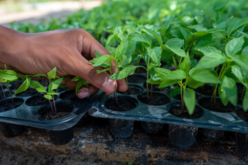 The farmer's hand picked the small chilli seedlings into the pot for nursery.