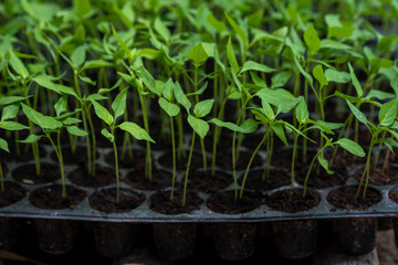 Small seedlings of chilli plants in nursery pots