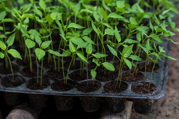 Small seedlings of chilli plants in nursery pots