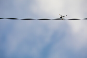 秋風に吹かれる、電線に止まるトンボ