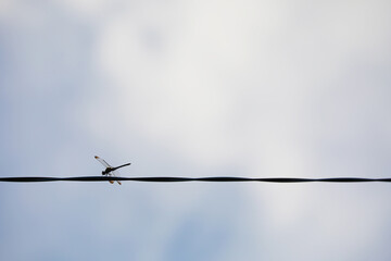 秋風に吹かれる、電線に止まるトンボ