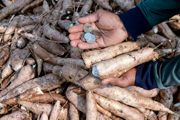 cassava and money thai baht in hand farmers, money in manioc planting concept, cassava in agricultural land