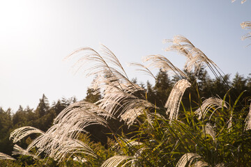 夕日を浴びるススキ