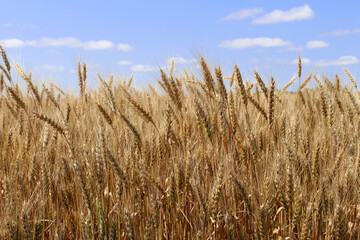 Ripe wheat ears against the blue sky. A thick summer cereal field. Farm crops.