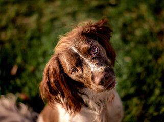 english springer spaniel