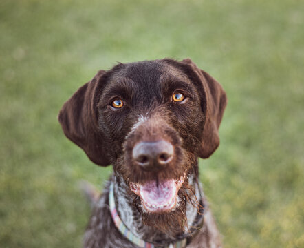 German Wirehaired Pointer